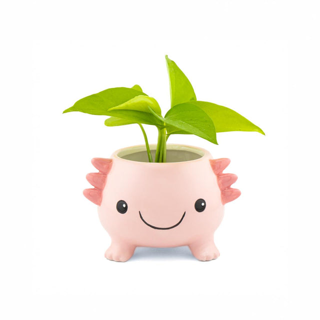 Axolotl Planter Close Up
